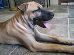 Bones - Mixed Breed Dog