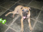 Bones - Mixed Breed Dog