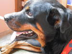 Scar - Rottweiler Dog