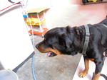 Scar - Rottweiler Dog