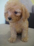 Apricot Toy Poodle - Poodle Dog