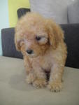 Apricot Toy Poodle - Poodle Dog