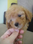 Apricot Toy Poodle - Poodle Dog