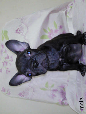 French Bulldog Puppies - French Bulldog Dog