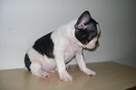 French Bulldog Puppies - French Bulldog Dog