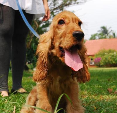 Handsome - English Cocker Spaniel Dog