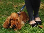 Handsome - English Cocker Spaniel Dog