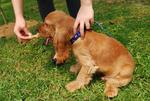 Handsome - English Cocker Spaniel Dog