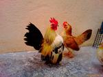 Serama Chicken - Chicken Bird