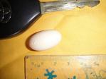 Smallest Egg in the world - 2.5 cm length