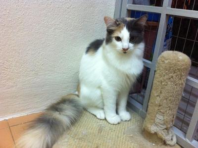 Tebby  - Domestic Long Hair Cat