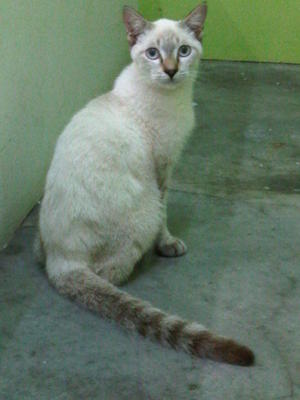 Siamese Mix - Domestic Short Hair Cat