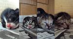 The 4 super adorable kittens!