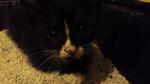 Tuxedo Kitten Available! - Domestic Short Hair + Domestic Medium Hair Cat