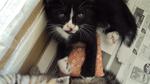 Tuxedo Kitten Available! - Domestic Short Hair + Domestic Medium Hair Cat