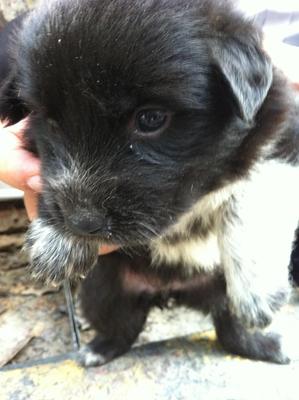 1 Male  Puppy Waiting For Adoption - Mixed Breed Dog