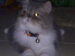 Lily - Persian Cat