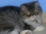 Lily - Persian Cat