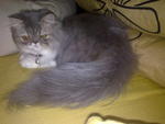 Lily - Persian Cat