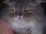 Lily - Persian Cat