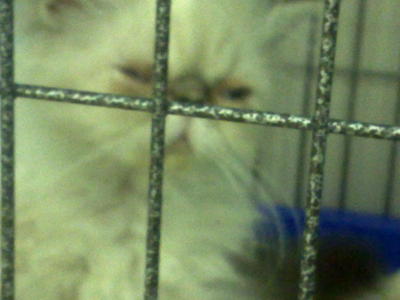 Jasper - Persian Cat