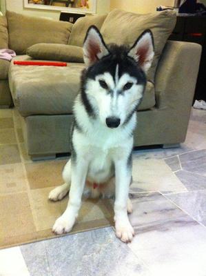 Shawn - Siberian Husky Dog