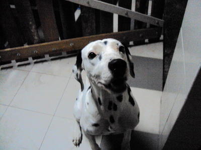 Max - Dalmatian Dog