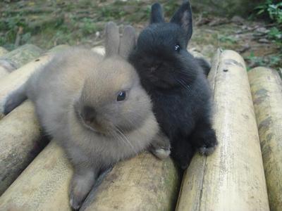 Bunn &amp; Mopsy - Netherland Dwarf Rabbit