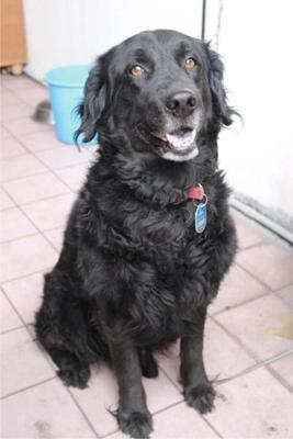 Murphy - Retriever Dog