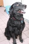 Murphy - Retriever Dog