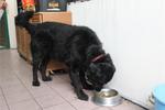 Murphy - Retriever Dog