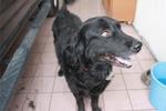 Murphy - Retriever Dog