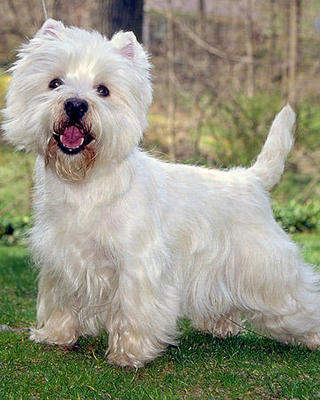 Garfield - West Highland White Terrier Westie Dog