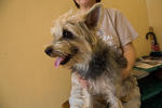 PF24722 - Silky Terrier Dog