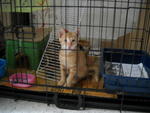 Inside cage