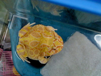 Pacman  - Mixed Breed Reptile