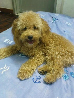 Joci Chai^^ - Poodle Dog