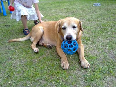 Buddy - Labrador Retriever Dog