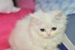 Snow-y - Persian Cat