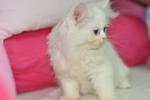 Snow-y - Persian Cat