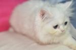 Snow-y - Persian Cat