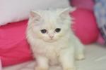 Snow-y - Persian Cat