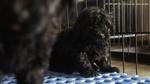 Black Toy Poodle For Sale - Poodle Dog