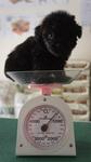 Black Toy Poodle For Sale - Poodle Dog