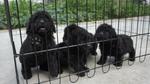 Black Toy Poodle For Sale - Poodle Dog