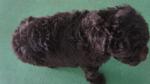 Black Toy Poodle For Sale - Poodle Dog