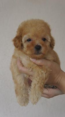 Brown Toy Poodle For Sale - Poodle Dog