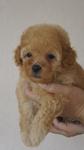 Brown Toy Poodle For Sale - Poodle Dog