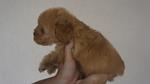 Brown Toy Poodle For Sale - Poodle Dog