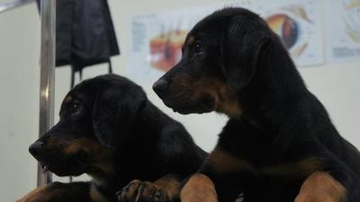 Rottweiler For Sale - Rottweiler Dog